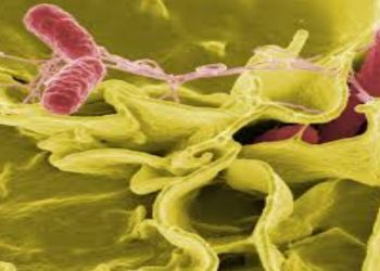 अमेरिकामा साल्मोनेलाको बढ्दो प्रकोप