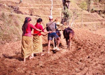 गाँउ घरको हरियाली बसाई: मकै छर्नेको चटारो, मौसमले कृषक खुसी