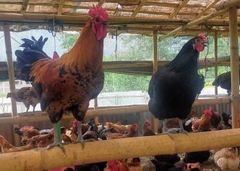 गाउँघरको खान्किको पहिलो रोजाइ लोकल कुखुरामा अज्ञात रोग