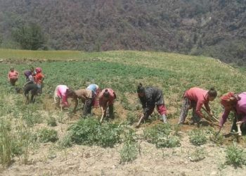 रुरुक्षेत्रका किसानहरु मकै खन्न व्यस्त -मकै एक परिकार अनेक