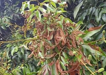 लिचीगाउँमा लिचीमा लागेकाे राेग पत्ता लाग्याे