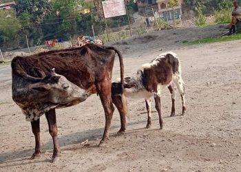 रुरुक्षेत्र रिडीधाममा रहेका छोडुवा गाईलाई गौ आश्रममा राखिने
