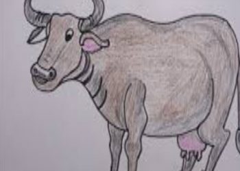 वालिङका कृषकलाई ६२ वटा भैंसी वितरण