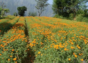 कालीगण्डकी गाउँपालिकाद्वारा व्यवसायीक रुपमा फूल खेती संचालन