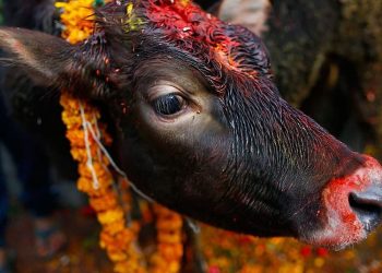 तिहारको चौथो दिन आज गाइ, गोरु, गोवर्धन र हलि पूजा