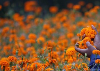 कालीगण्डकी गाउँपालिकाले बेच्यो ५ लाखको फुल