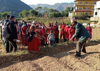 वालिङका आलु कृषकहरुको खेतमा नै पुगेर बिज्ञद्धारा प्रशिक्षण ।