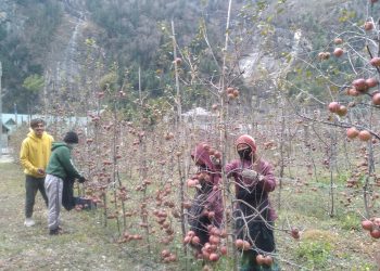 मनाङमा स्याउ उत्पादन १० प्रतिशतले वृद्धि हुने