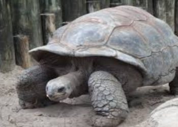 तान्जानियामा कछुवाको मासु खाँदा सात जनाको मृत्यु