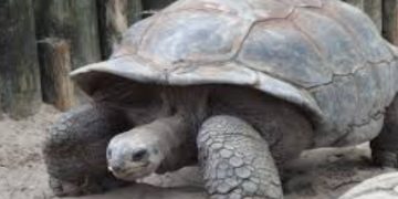 तान्जानियामा कछुवाको मासु खाँदा सात जनाको मृत्यु