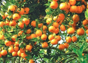 सुन्तला बेचेर ५ करोड गाउँमा आम्दानी भित्रिदै ।