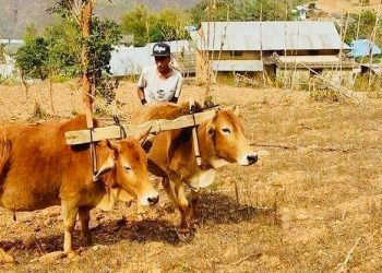 किसानलाइ तालिमसंगै लाइसेन्स र प्रमाणपत्र