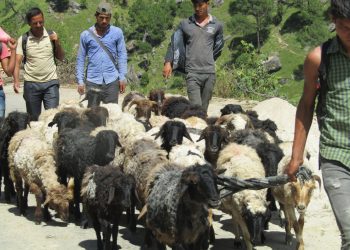 किसानलाइ गोठालो भत्ता दिने निर्णय