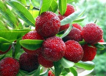 यस्ता समस्या भएकालाइ काफल स्वादिलो मात्र हैन लाभदायक हुने