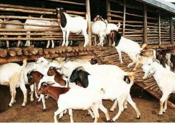 नमूना खोर निर्माण तथा खोर सुधारका लागि बाख्रापालक किसानलाई अनुदान वितरण